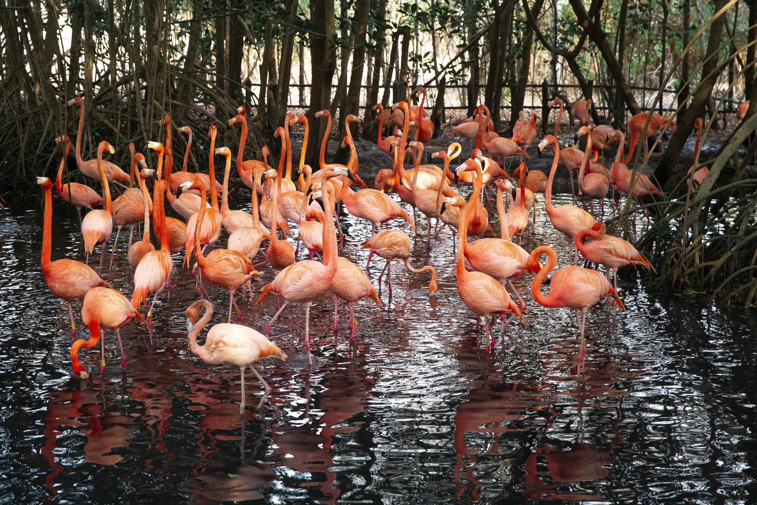 Tour al aviario y Playa Blanca